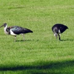 Threskiornis spinicollis (Straw-necked Ibis) at Gowrie, ACT - 30 Apr 2018 by RodDeb