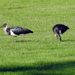 Threskiornis spinicollis (Straw-necked Ibis) at Gowrie, ACT - 29 Apr 2018 by RodDeb