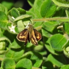 Ocybadistes walkeri (Green Grass-dart) at Acton, ACT - 30 Apr 2018 by RodDeb