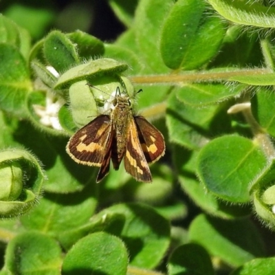 Ocybadistes walkeri (Green Grass-dart) at Acton, ACT - 30 Apr 2018 by RodDeb