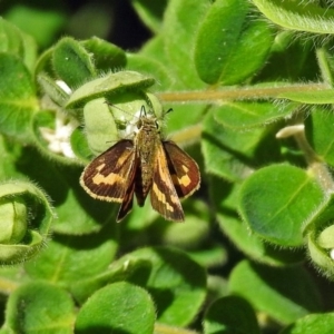 Ocybadistes walkeri at Acton, ACT - 30 Apr 2018