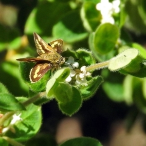 Ocybadistes walkeri at Acton, ACT - 30 Apr 2018