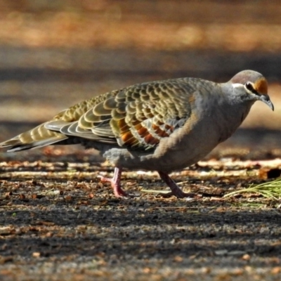 Phaps chalcoptera (Common Bronzewing) at ANBG - 30 Apr 2018 by RodDeb