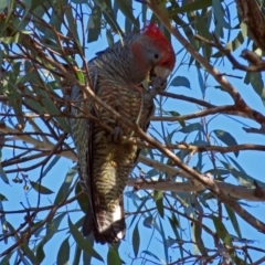 Callocephalon fimbriatum (Gang-gang Cockatoo) at Acton, ACT - 30 Apr 2018 by RodDeb