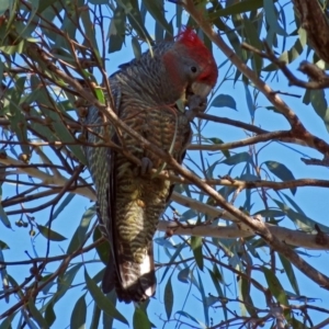 Callocephalon fimbriatum at Acton, ACT - suppressed