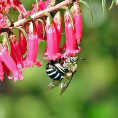 Amegilla sp. (genus) (Blue Banded Bee) at ANBG - 30 Apr 2018 by RodDeb