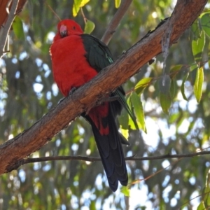 Alisterus scapularis at Acton, ACT - 30 Apr 2018