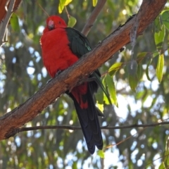 Alisterus scapularis (Australian King-Parrot) at Acton, ACT - 30 Apr 2018 by RodDeb