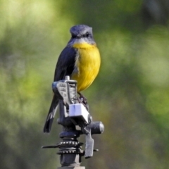 Eopsaltria australis (Eastern Yellow Robin) at ANBG - 30 Apr 2018 by RodDeb