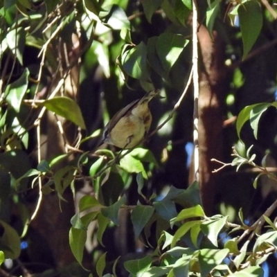 Gerygone mouki (Brown Gerygone) at Acton, ACT - 30 Apr 2018 by RodDeb