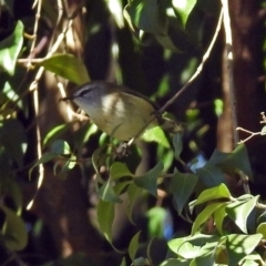 Gerygone mouki at Acton, ACT - 30 Apr 2018 12:08 PM