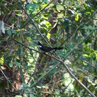 Psophodes olivaceus (Eastern Whipbird) at Merimbula, NSW - 26 Apr 2018 by RossMannell