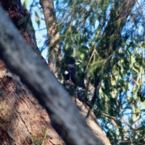 Strepera graculina at Merimbula, NSW - 26 Apr 2018