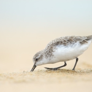 Calidris ruficollis at Jervis Bay National Park - 28 Jan 2015