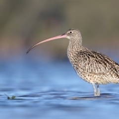 Numenius madagascariensis (Eastern Curlew) at Comerong Island, NSW - 1 Apr 2015 by Leo