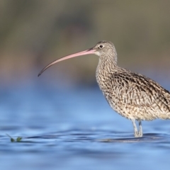Numenius madagascariensis (Eastern Curlew) at Comerong Island, NSW - 31 Mar 2015 by Leo