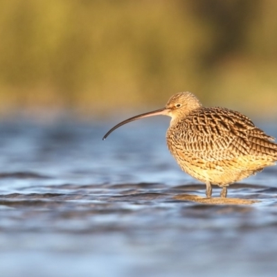 Numenius madagascariensis (Eastern Curlew) at Undefined - 26 Mar 2018 by Leo