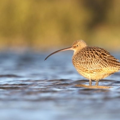 Numenius madagascariensis (Eastern Curlew) at Undefined - 27 Mar 2018 by Leo