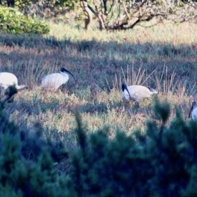 Threskiornis molucca (Australian White Ibis) at Merimbula, NSW - 25 Apr 2018 by RossMannell