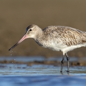 Limosa lapponica at undefined - 20 Jun 2017