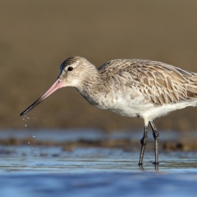 Limosa lapponica (Bar-tailed Godwit) at Undefined - 20 Jun 2017 by Leo