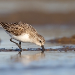 Calidris ruficollis (Red-necked Stint) at Undefined - 20 Jun 2017 by Leo