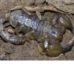 Urodacus manicatus (Black Rock Scorpion) at Mount Ainslie - 30 Apr 2018 by jb2602