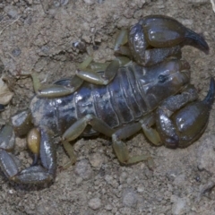 Urodacus manicatus at Majura, ACT - 30 Apr 2018 03:53 PM