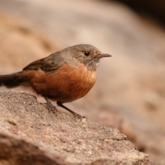 Origma solitaria (Rockwarbler) at Bomaderry Creek Regional Park - 21 Mar 2014 by Leo