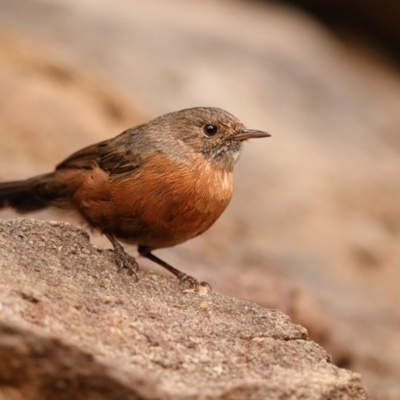 Origma solitaria (Rockwarbler) at Bomaderry, NSW - 21 Mar 2014 by Leo