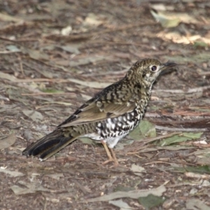 Zoothera lunulata at Merimbula, NSW - 26 Apr 2018