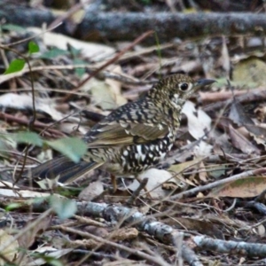 Zoothera lunulata at Merimbula, NSW - 26 Apr 2018