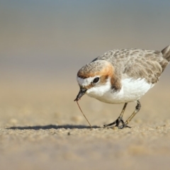 Anarhynchus ruficapillus (Red-capped Plover) at Conjola Bushcare - 15 Aug 2014 by Leo