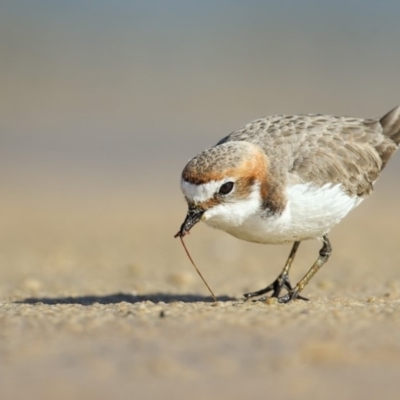 Anarhynchus ruficapillus (Red-capped Plover) at Conjola Bushcare - 15 Aug 2014 by Leo