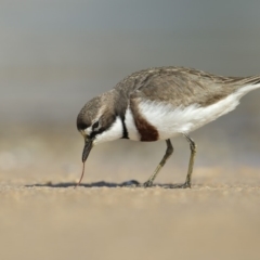 Anarhynchus bicinctus (Double-banded Plover) at Cunjurong Point, NSW - 15 Aug 2014 by Leo