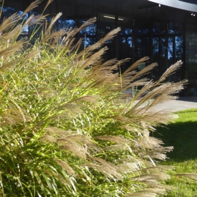 Miscanthus sinensis (Chinese Fairy Grass) at Lake Burley Griffin West - 30 Apr 2017 by Mike