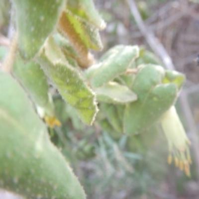 Correa reflexa var. reflexa (Common Correa, Native Fuchsia) at Bullen Range - 25 Apr 2018 by MichaelMulvaney