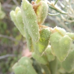 Correa reflexa var. reflexa at Stromlo, ACT - 25 Apr 2018