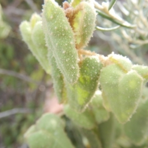 Correa reflexa var. reflexa at Stromlo, ACT - 25 Apr 2018