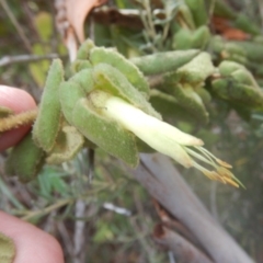 Correa reflexa var. reflexa at Stromlo, ACT - 25 Apr 2018