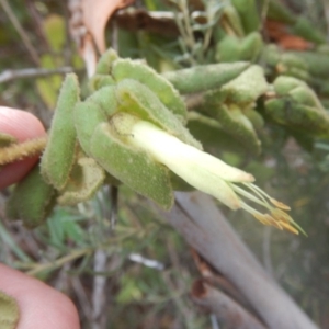 Correa reflexa var. reflexa at Stromlo, ACT - 25 Apr 2018