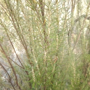 Bertya rosmarinifolia at Stromlo, ACT - 25 Apr 2018