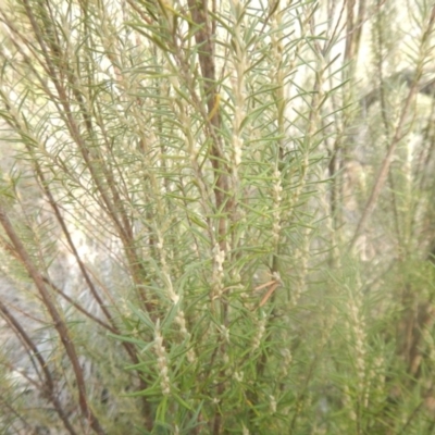 Bertya rosmarinifolia (Rosemary Bertya) at Stromlo, ACT - 25 Apr 2018 by MichaelMulvaney