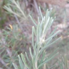 Bertya rosmarinifolia at Stromlo, ACT - 25 Apr 2018