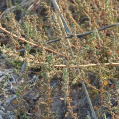 Dysphania pumilio (Small Crumbweed) at Molonglo Valley, ACT - 28 Mar 2018 by michaelb