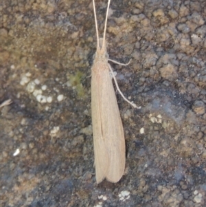 Triplectides sp. (genus) at Molonglo River Reserve - 28 Mar 2018 05:55 PM