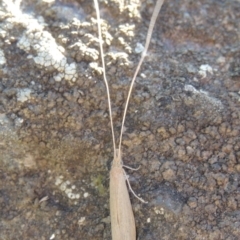 Triplectides sp. (genus) at Molonglo River Reserve - 28 Mar 2018