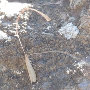 Triplectides sp. (genus) at Molonglo River Reserve - 28 Mar 2018