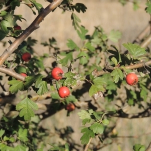 Crataegus monogyna at Molonglo River Reserve - 28 Mar 2018