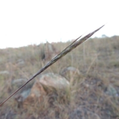 Bothriochloa macra (Red Grass, Red-leg Grass) at Molonglo Valley, ACT - 28 Mar 2018 by MichaelBedingfield